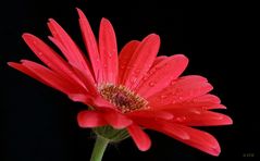 Gerbera