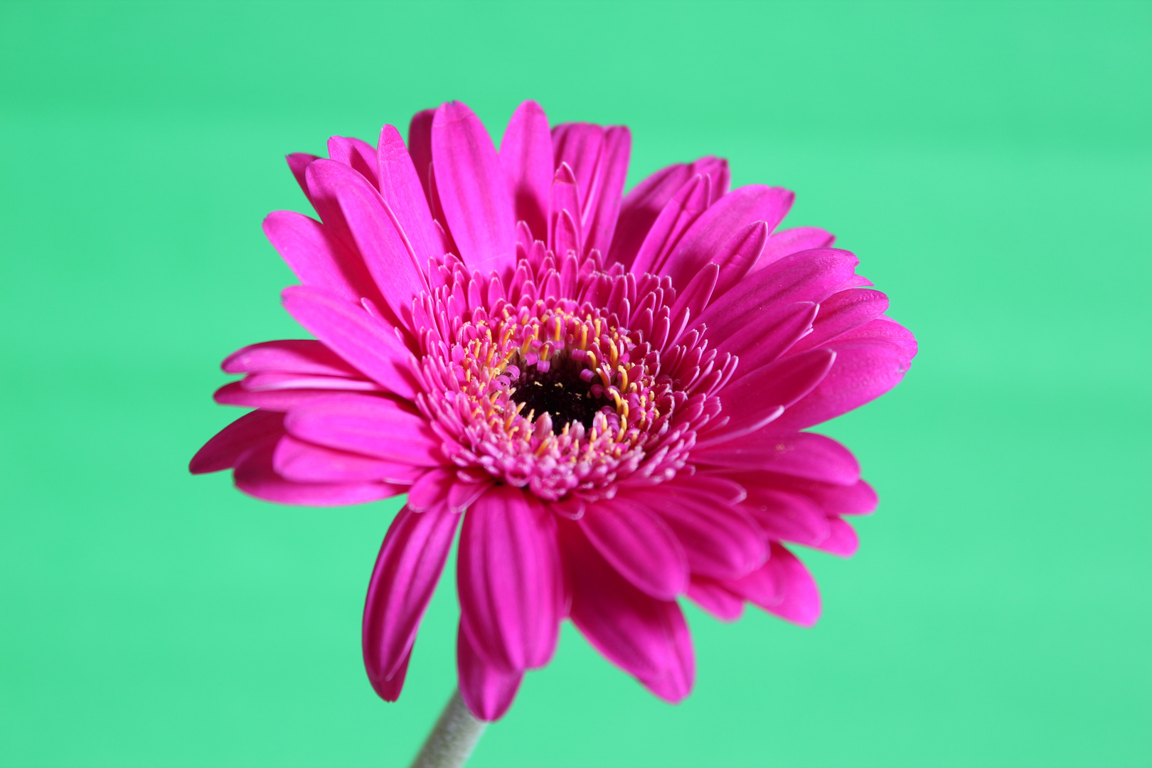 Gerbera 04