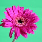 Gerbera 04