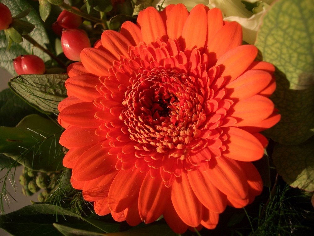 Gerbera