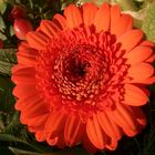 Gerbera