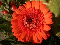 Gerbera