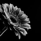 Gerbera