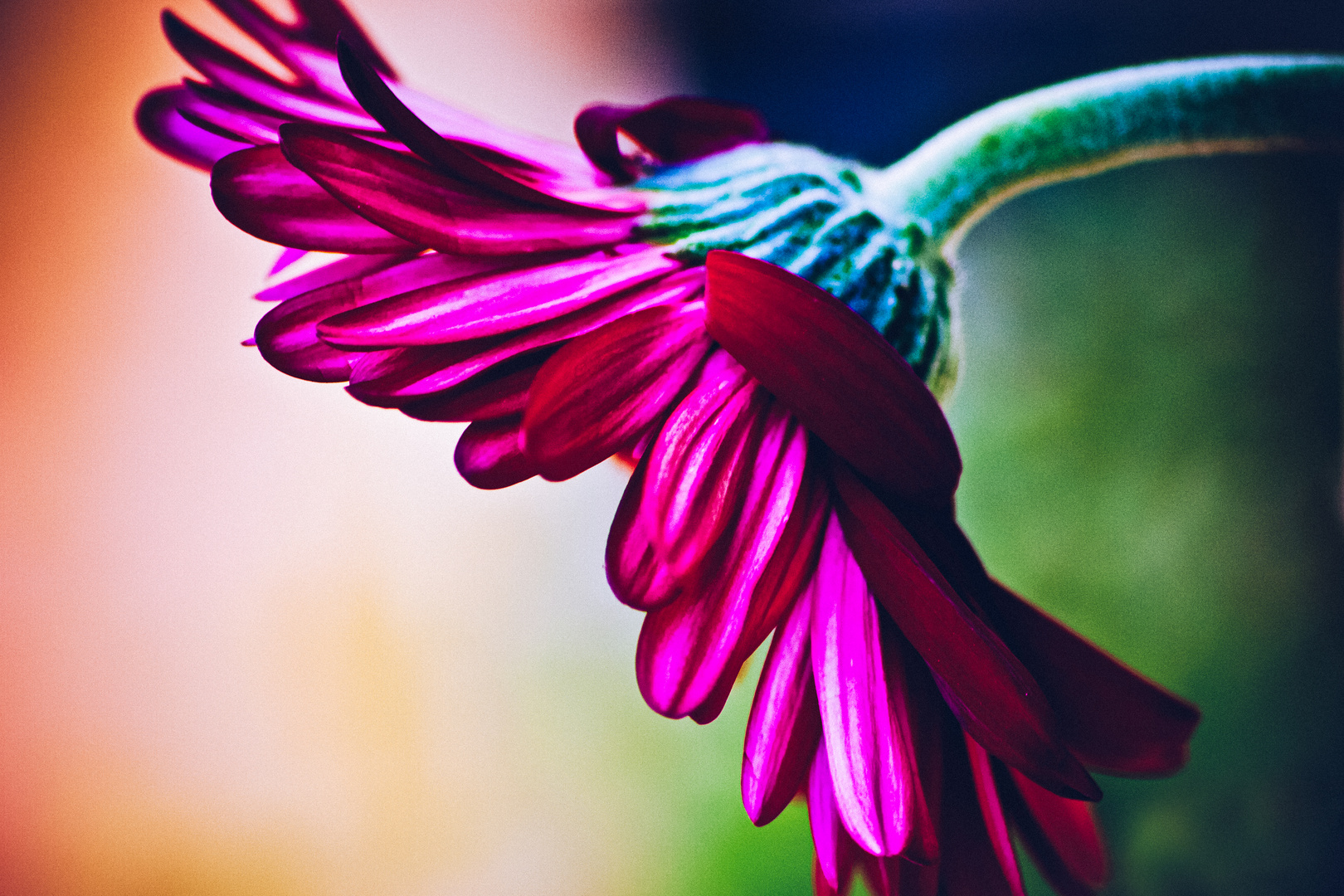 Gerbera