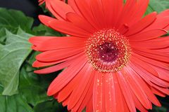 Gerbera