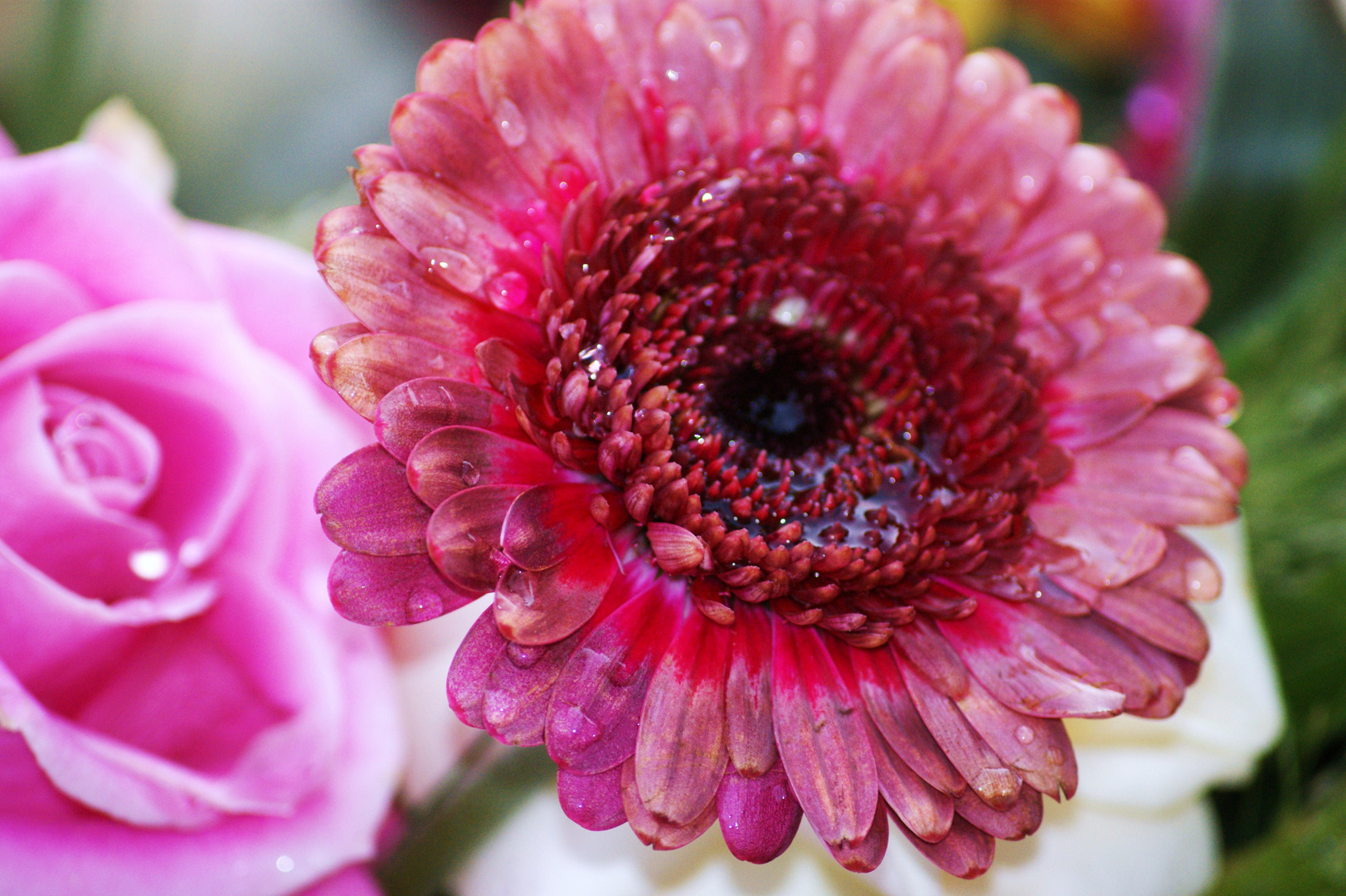 Gerbera