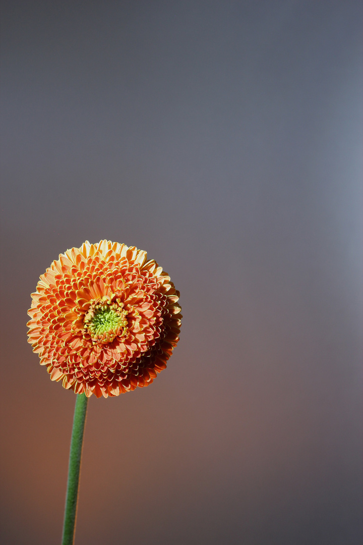 Gerbera 06