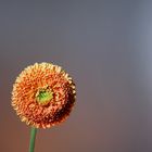 Gerbera 06