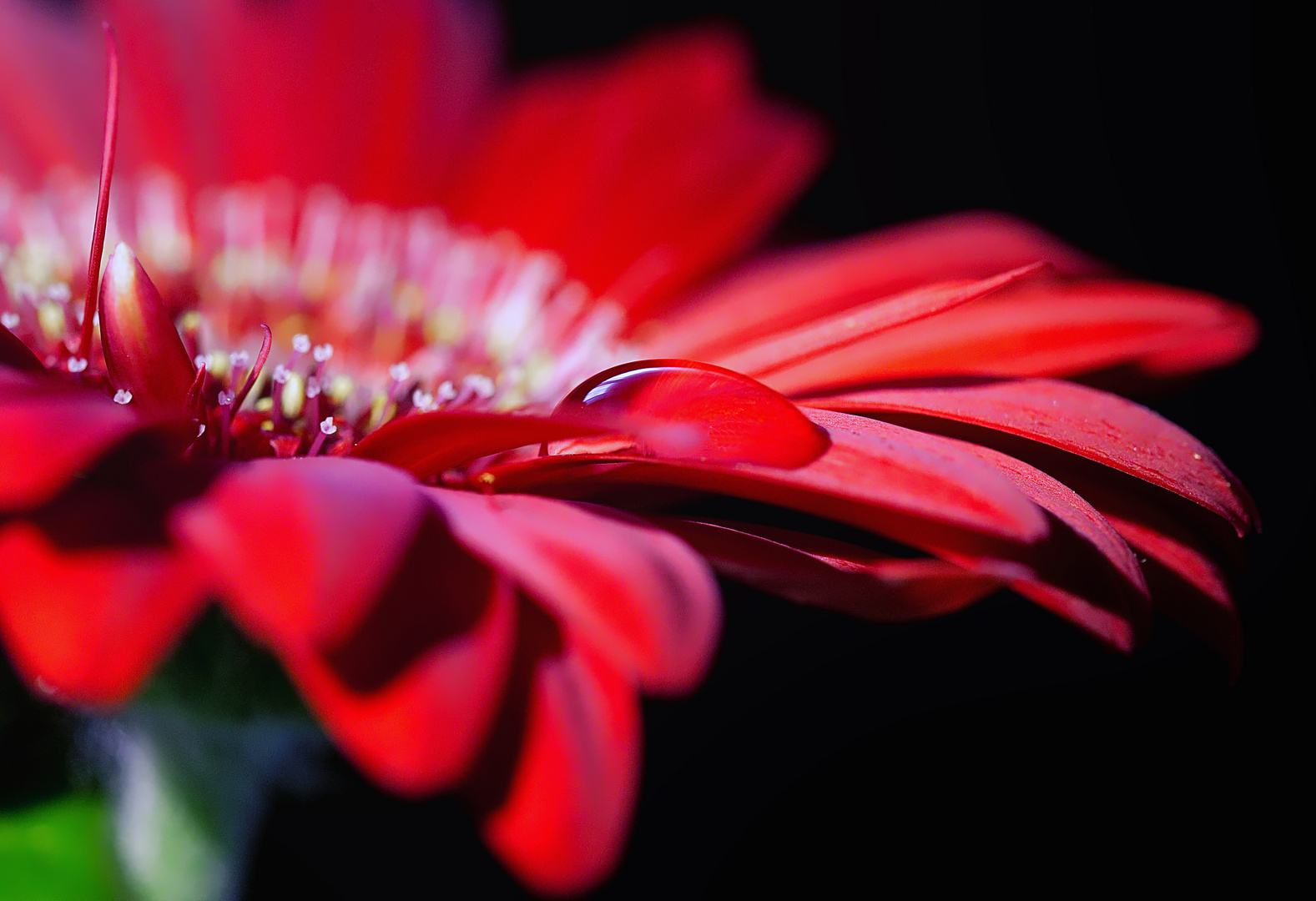 Gerbera