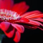 Gerbera