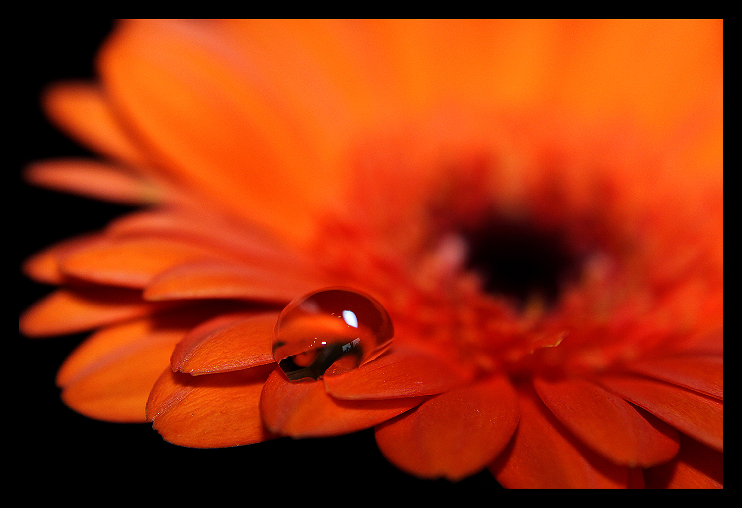 ...Gerbera...