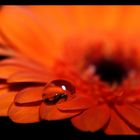 ...Gerbera...