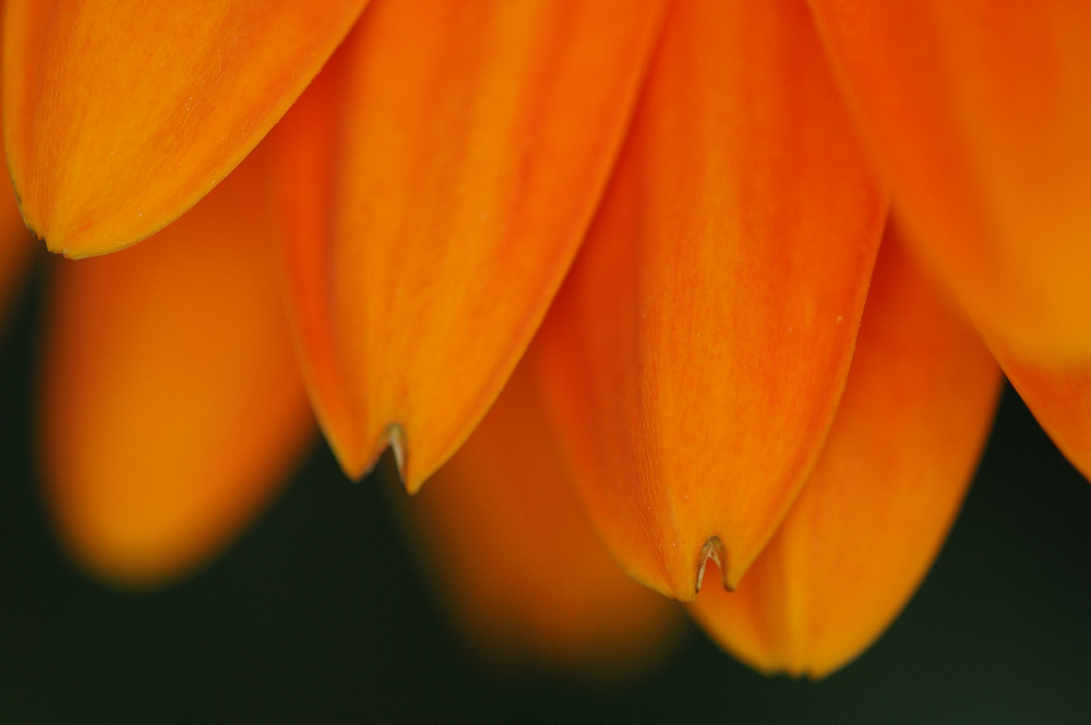 Gerbera