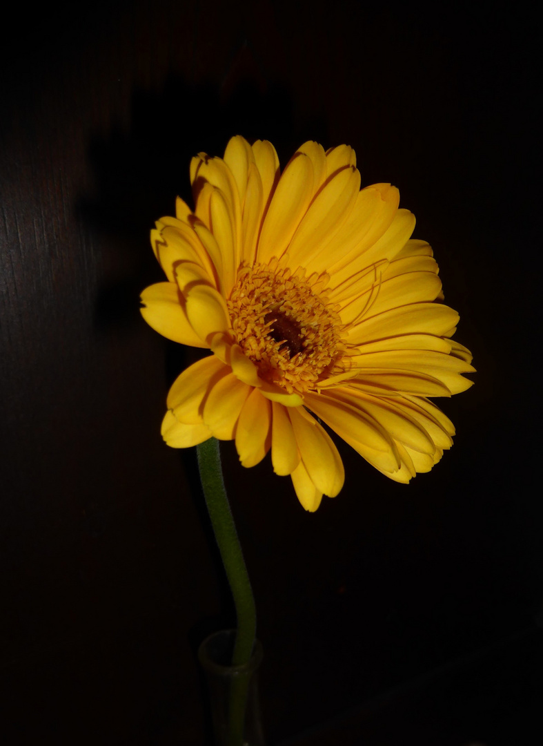 Gerbera