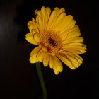 Gerbera