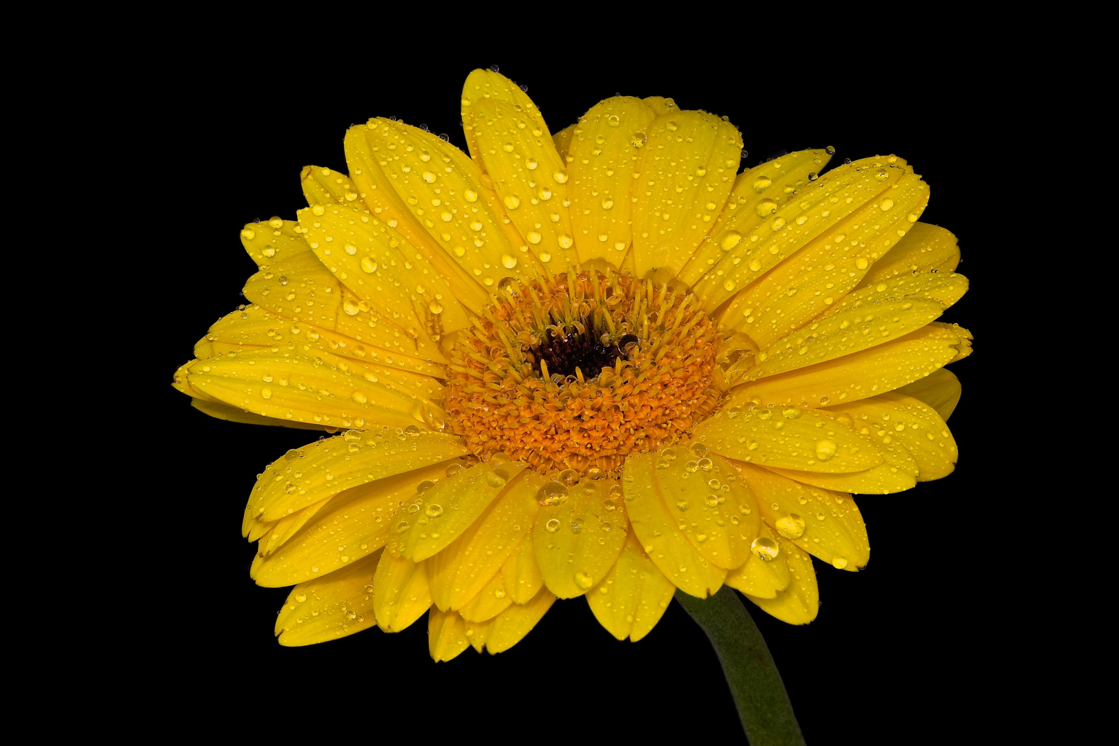 Gerbera