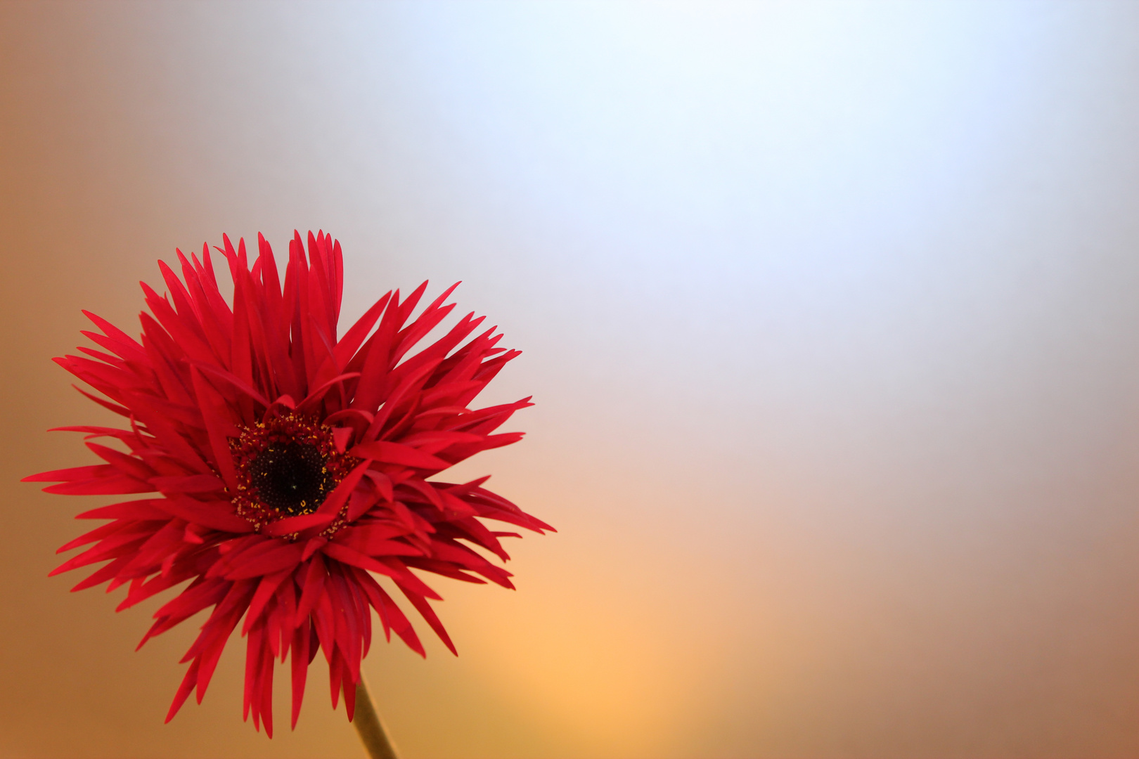 Gerbera 08