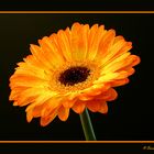 Gerbera