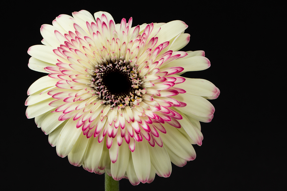 Gerbera