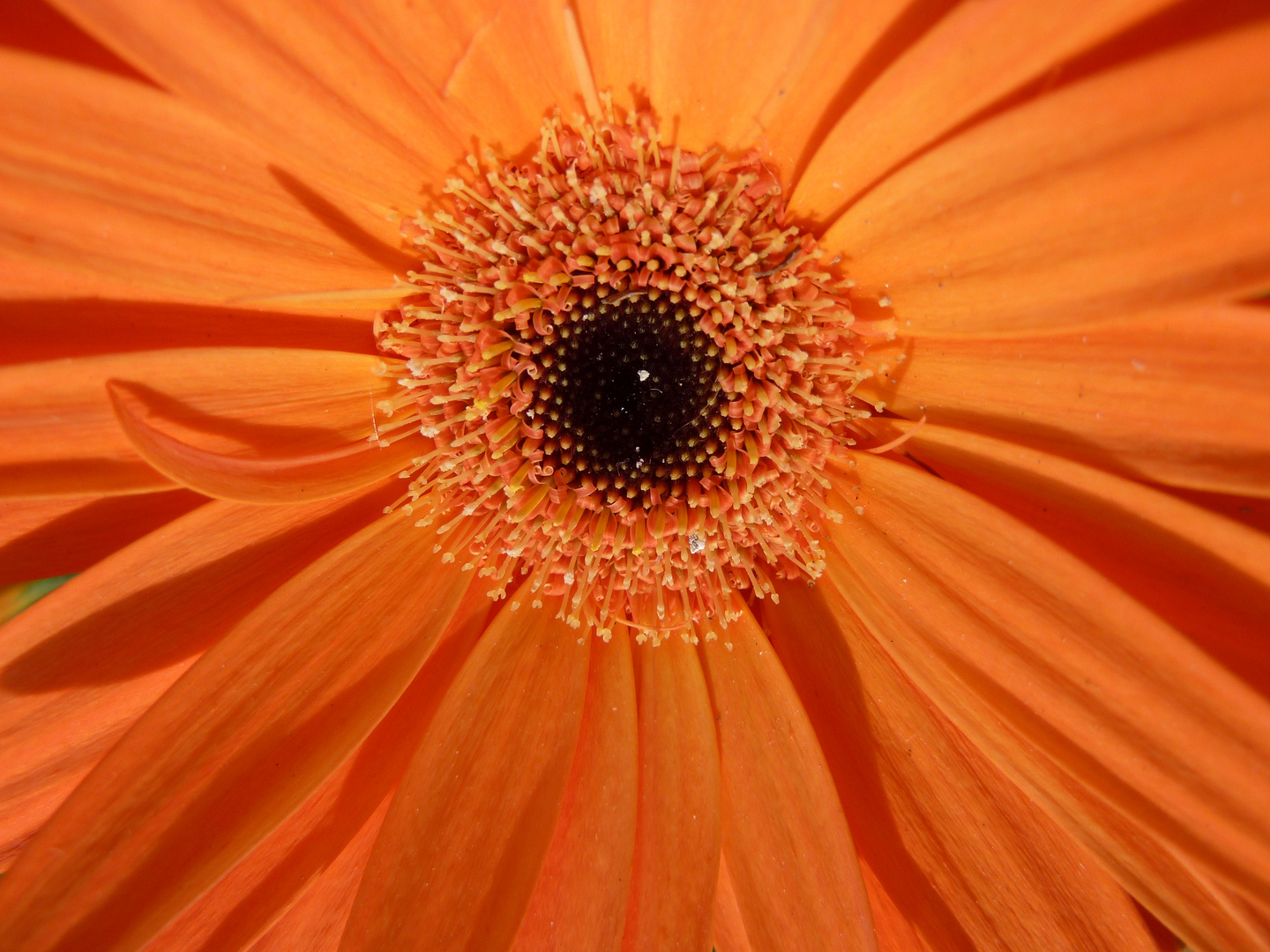 gerbera