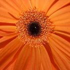 gerbera