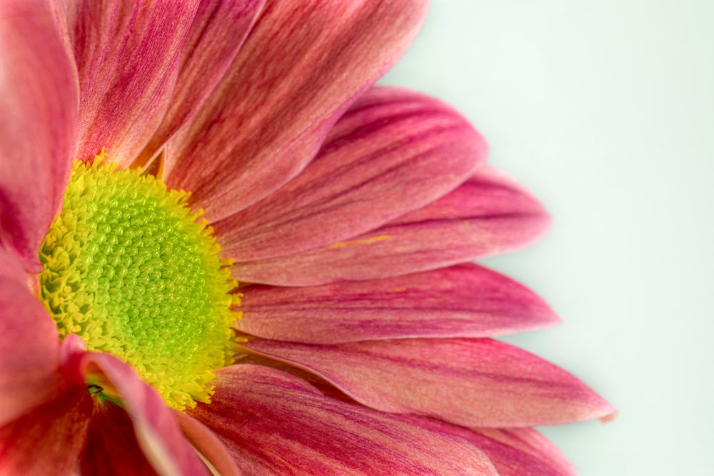 Gerbera