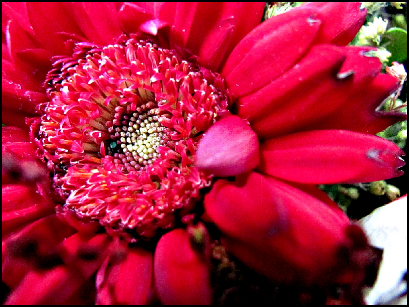 Gerbera.