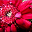 Gerbera.