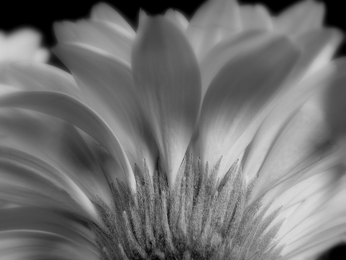 Gerbera