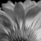 Gerbera