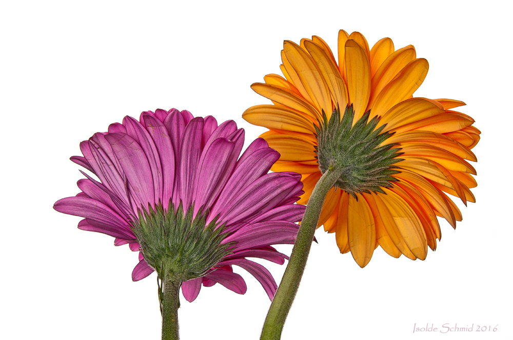 Gerbera