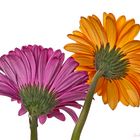 Gerbera