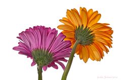 Gerbera