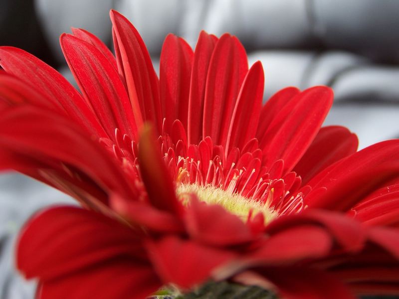 gerbera