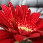 gerbera