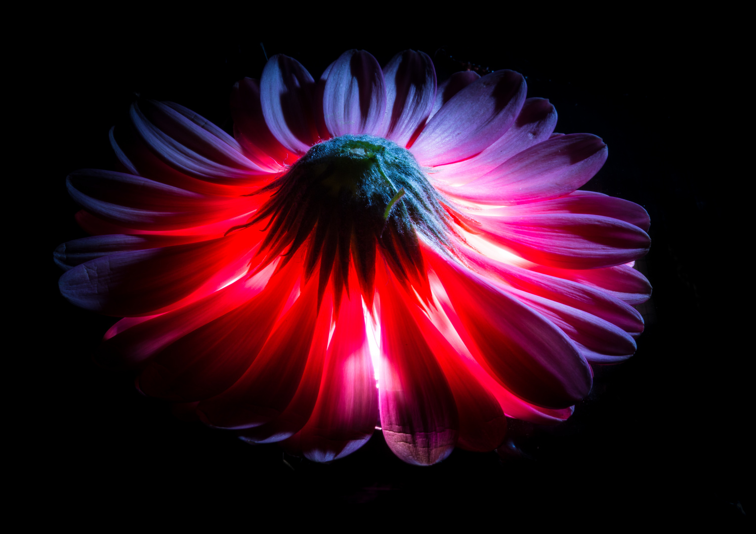 Gerbera 