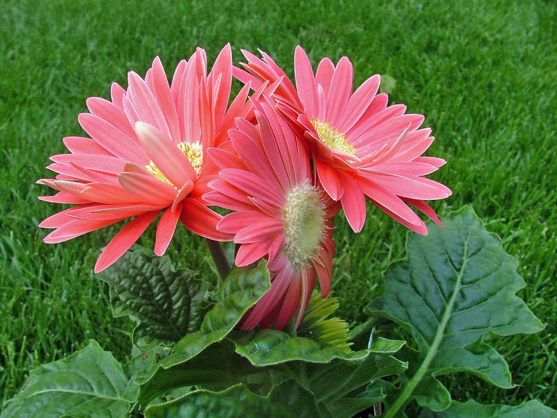 Gerbera