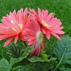 Gerbera