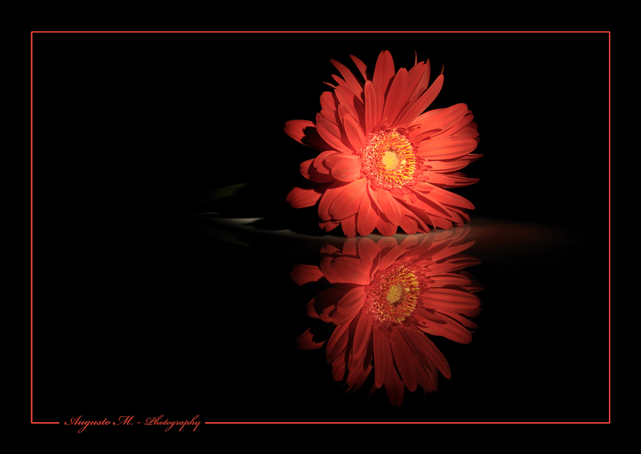 Gerbera