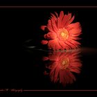 Gerbera