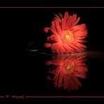 Gerbera