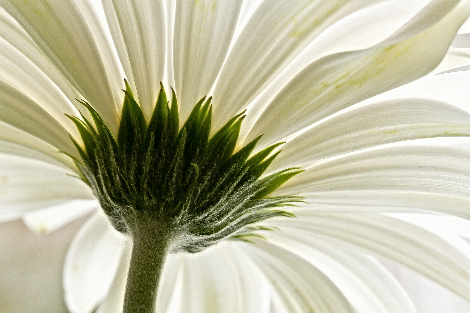 Gerbera 1