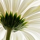 Gerbera 1