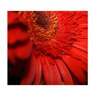 Gerbera 1