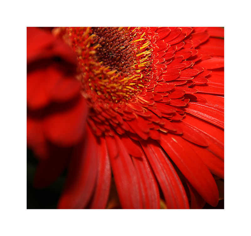 Gerbera 1