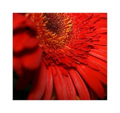 Gerbera 1