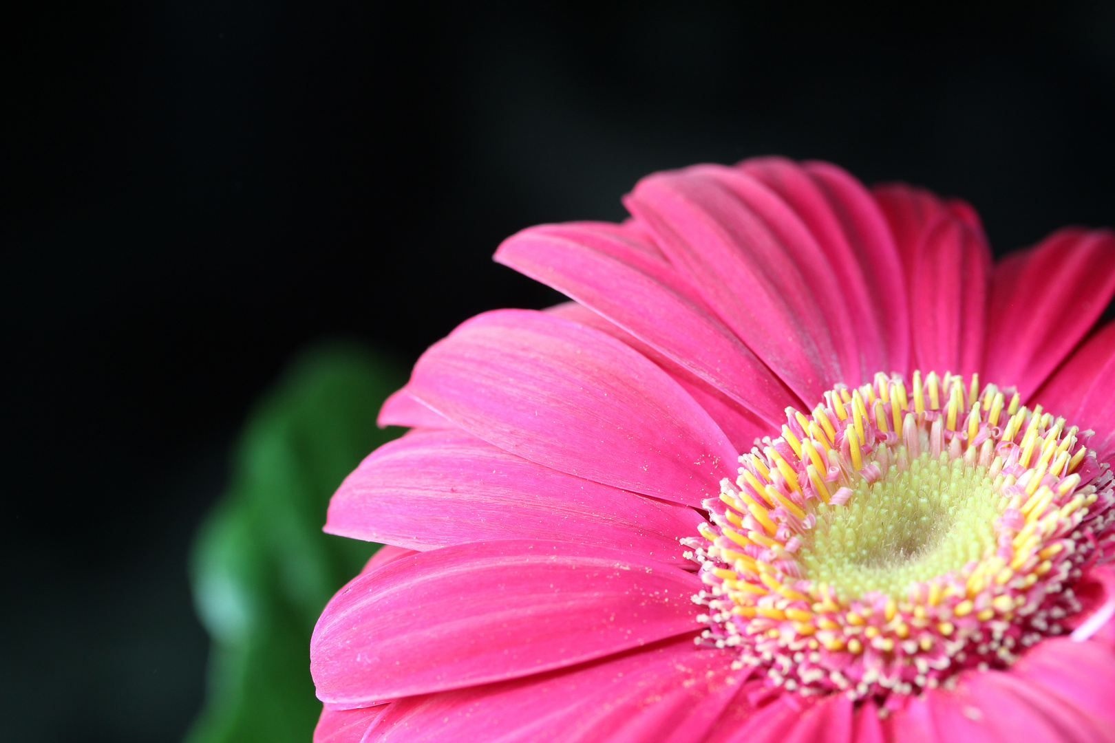 Gerbera 1