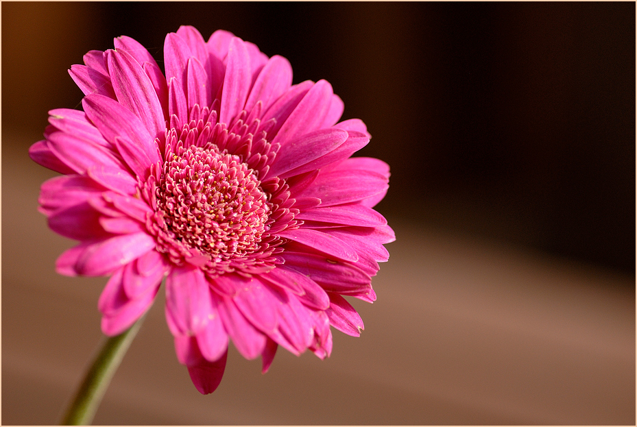 gerbera (1)