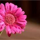 gerbera (1)