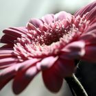 Gerbera 1